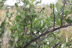 Gymnosporia buxifolia