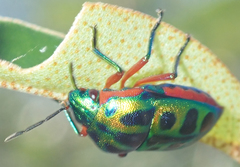 Calidea dregii
