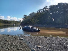 Balaenoptera borealis