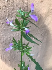 Dicliptera magaliesbergensis
