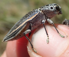 Lampetis quadriareolata