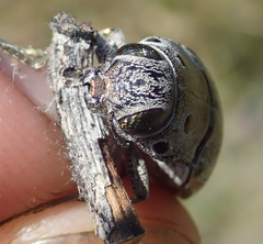 Lampetis quadriareolata