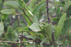 Gymnosporia buxifolia