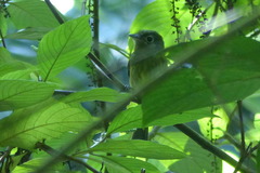 Rhynchocyclus brevirostris