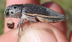 Lampetis quadriareolata