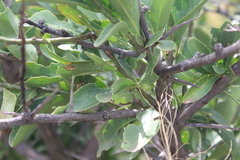 Gymnosporia buxifolia
