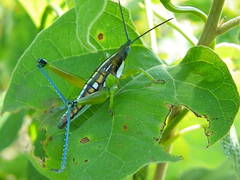 Pyrgomorphidae