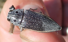 Lampetis quadriareolata