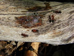 Camponotus rectangularis