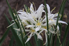Pancratium illyricum