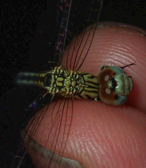 Diplacodes deminuta