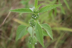 Leucas martinicensis