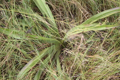 Hypoxis hemerocallidea