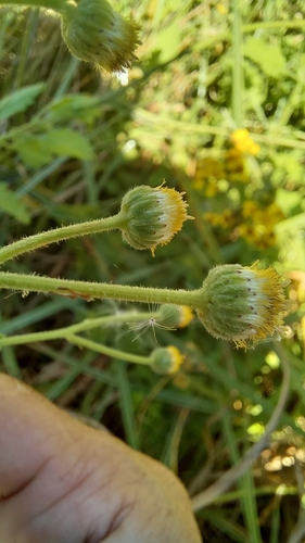 Image of Nidorella ulmifolia by (c) kevin koen, some rights reserved (CC BY-SA)