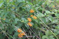 Lantana camara