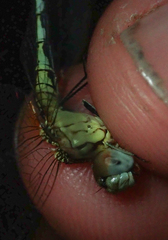 Diplacodes deminuta