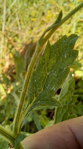 Image of Nidorella ulmifolia by (c) kevin koen, some rights reserved (CC BY-SA)