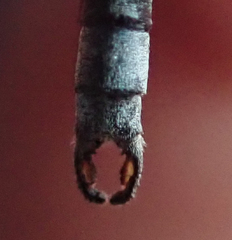 Lestes pallidus