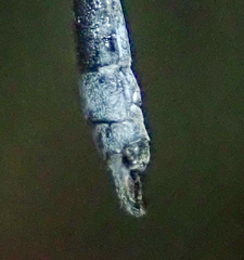 Lestes pallidus