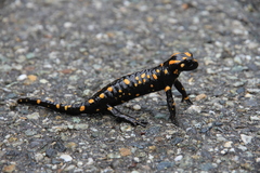 Salamandra corsica