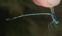 Lestes pallidus