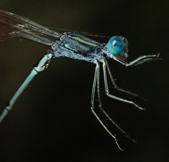 Lestes pallidus