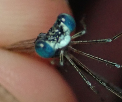 Lestes pallidus
