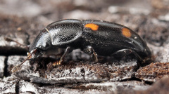 Glischrochilus hortensis