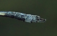 Lestes pallidus