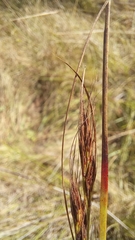 Schoenus crassus