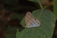 Amiga arnaca