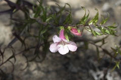 Graderia scabra