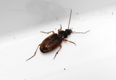 Agonum sordidum