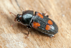 Ipidia binotata