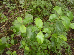 Xanthostemon oppositifolius