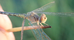 Diplacodes deminuta