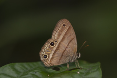 Cissia proba