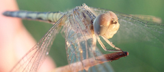 Diplacodes deminuta