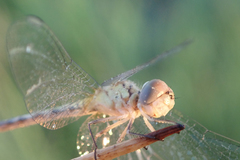 Diplacodes deminuta