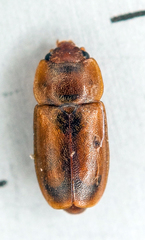 Epuraea pallescens