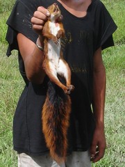 Sciurus spadiceus