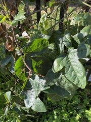 Passiflora alata × caerulea