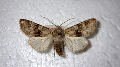 Polymixis flavicincta