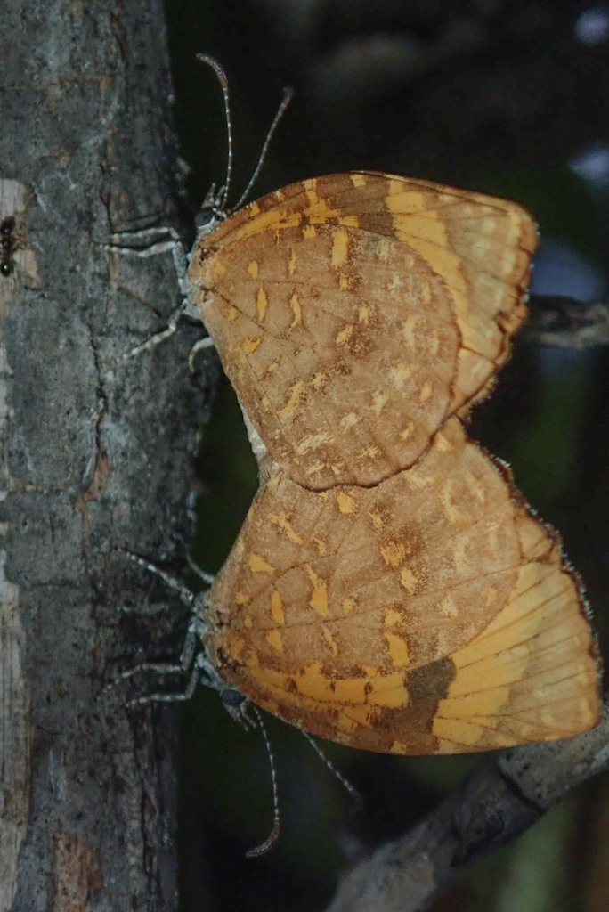 Cnodontes pallida