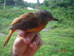 Attila citriniventris