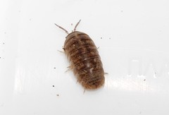 Armadillidium insulanum