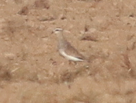 Sociable Lapwing photographed in Kuwait