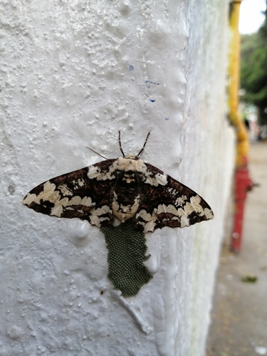 Phaeoura cladonia