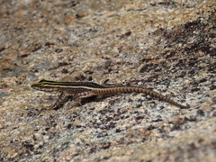 Platysaurus intermedius