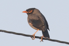 Bank Myna photo 1